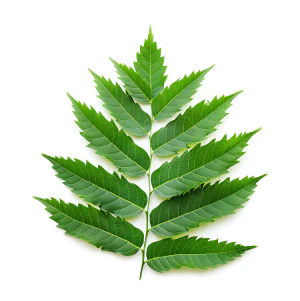 Neem