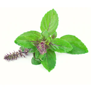 Tulsi